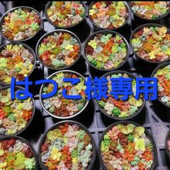はつこ様専用