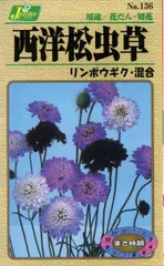 2025年最新】松虫草の人気アイテム - メルカリ