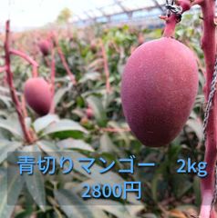 青切りマンゴー(摘果マンゴー)2kg