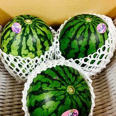 熊本県産 小玉すいか 3玉 箱込み 約3Kg Mサイズ以上 特A優品  (001)小玉西瓜  熊本県産 果物 フルーツ ギフト プレゼント用   【バイヤー推奨商品】