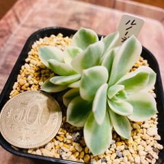 ルノーディーン  多肉植物　（小さめ苗🌱）