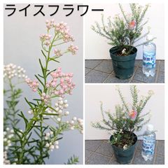 【処分価格】ライスフラワー　オージープランツ　５号鉢　ガーデニング　ドライフラワー