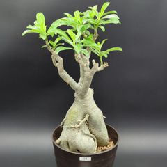パキポディウム 伊藤ハイブリッド 鉢ごと配送 - メルカリ