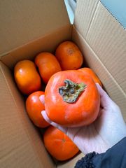 【北海道～関東・信越エリア限定】和歌山県産　種なし柿（そのまま食べられます）　8個