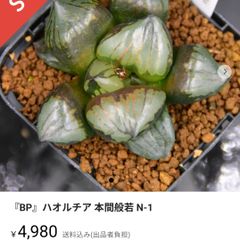 ※おまとめ『BP』ハオルチア 本間般若 N-1