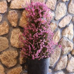 【超大株】 八重咲き カルーナ ブルガリス ツリー仕立て 9号ポット苗 寄せ植え 花壇 鉢植え お洒落 おしゃれ 可愛い 秋の花 冬の花 花 苗 初心者