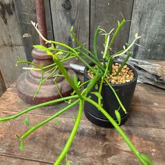 観葉植物　ミルクブッシュ　緑珊瑚　インテリアグリーン　A34