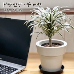 母の日 鉢植え 観葉植物 ドラセナ チャヤ 5号 白プラスチック鉢 黒皿付 おしゃれ お祝い 誕生日 贈り物 開店祝い 引越祝いインテリア リビング 送料無料 [黒4]