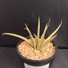 サンスベリア　No Name ダンシングドラゴン　最新　ハイブリッド サンセベリア ダンシングドラゴン ジェネレーション 2