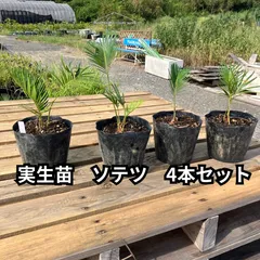 2025年最新】cycasの人気アイテム - メルカリ 