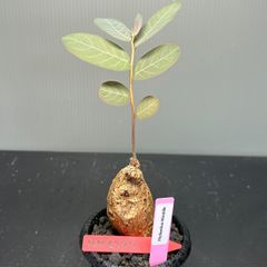 フィランサスミラビリス　発根済　発芽済