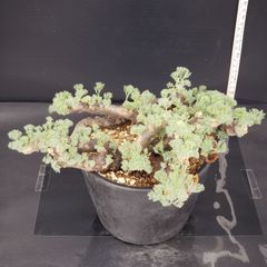 J697【自社養生株】モンソニア　ムルチフィダ（現地球・発根株・鉢植え）【塊根植物】