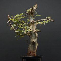 "Commiphora holtziana" コミフォラ ホルトジアナ 管理2302