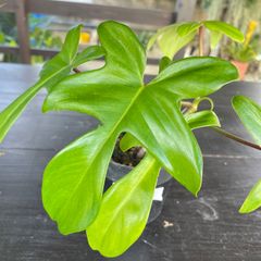 【葉っぱの形がかわいい】　フィロデンドロン　フロリダゴースト　Philodendron Florida Ghost　幹立