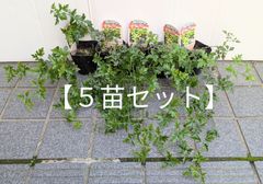 【現品限り】まとめ売り　多花性クレマチス　ピクシー　苗✕５個