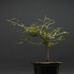 "Operculicarya pachypus" オペルクリカリア パキプス 管理2153