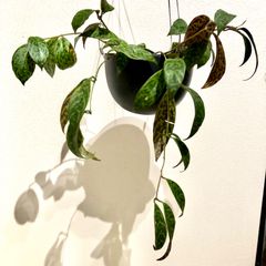 エスキナンサス　マルモラタス
