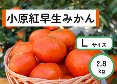 小原紅早生みかん　Lサイズ　2.8kg
