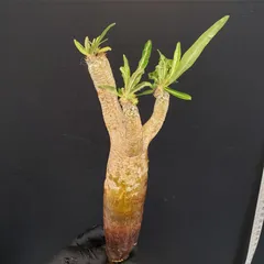 パキポディウム イノピナツム【希少・優良大株】※メルカリ便発送 パキポディウム イノピナツム【希少・優良大株】※メルカリ便発送