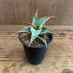 2025年最新】サンスベリア ピングイキュラの人気アイテム - メルカリ