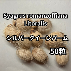 【種】50粒　Syagrus romanzoffiana　’Litoralis’　シルバークイーンパーム　ジョオウヤシ
