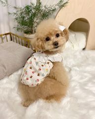 【閉店セール全品半額】ガーリーワンピース　くまさん　花柄　オフホワイト　白　犬服　ペット服　女の子