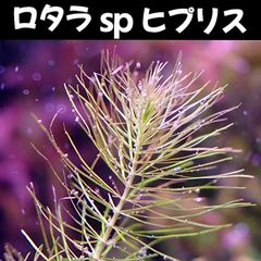 ロタラ sp ヒプリス  2本 水中葉  送料無料