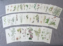 [KO]植物　ポストカード　37枚　アンティーク　花　絵葉書　春夏秋冬  まとめ売り　セット