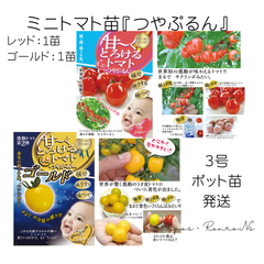 ミニトマト：甘～くとろける『つやぷるん』レッド・ゴールドセット（3号）極甘！極うす皮！極つや！　ミニトマト苗　家庭菜園　プランター栽培　夏野菜　野菜