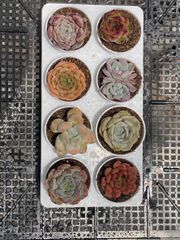 L*e様 W546×24株 花団錦 土鉢付き 多肉植物 エケベリア サボテン 韓 限定特価 超人気商品【1鉢の土鉢付きセット】花団錦！ 多肉植物