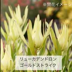リューカデンドロン　ゴールドストライク　（４号鉢）人気　リューカデンドロン苗　サファリサンセット　バンクシア