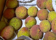 訳あり！石垣島産 赤グアバ 5kg 楽天市場】グァバ 約2kg 【発送7月下旬〜9月】 沖縄産 赤・白