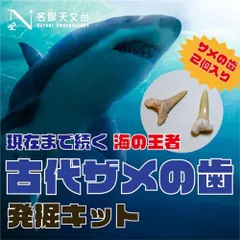 2024年最新】モササウルス 歯 化石の人気アイテム - メルカリ