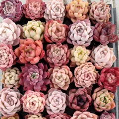 7季節のおまかせ5個多肉植物4CM-6CM 大美苗 エケベリア 韓国苗