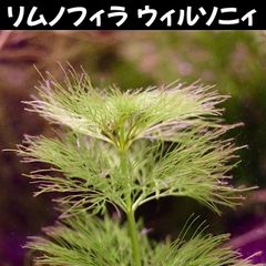 リムノフィラ　ウィルソニィ　オーストラリア産 ２本 水中葉  送料無料