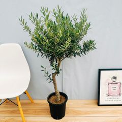［現品］♡おすすめ♡ 30番　創樹　オリーブ　チプレッシーノ　8号　観葉植物　屋外 オリーブの木　ベランダ