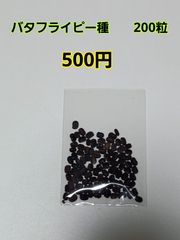 バタフライピー種　200粒　500円