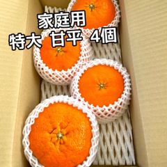 愛媛県産　特大　甘平　4個