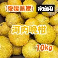 和歌山県有田産 無農薬有機肥料のみ完熟バレンシアオレンジ 10kg M〜L