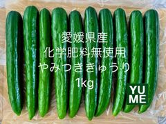 1/21朝採れ‼️愛媛県産化学肥料無使用 やみつききゅうり1kg