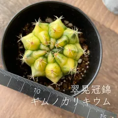 希少❣️大❣️翠晃冠錦❣️ アニシッツィー バリエガータ抜き苗　1苗 希少❣️大❣️翠晃冠錦❣️ アニシッツィー バリエガータ抜き苗 1苗