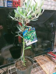 オリーブの木　セビラノ　レア品種 オリーブの木 セビラノ レア品種 オリーブの木 セビラノ レア品種