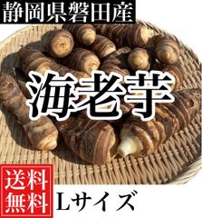 静岡県磐田産　海老芋Lサイズ5キロ(約15個から19個入り) 送料無料❗️
