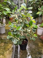 クルシア　斑入り　8号  観葉植物　屋内　インテリア　グリーン　おしゃれ　リビング　オフィス　ショップ　カフェ　美容室　装飾　飾り