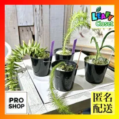 袋帯 佐賀錦 金糸 亀甲 菱形 菊 シダ植物 花草柄 NO-1329