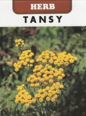 ＜ハーブの種＞タンジー　0.1ｍｌ 約380粒　虫よけ、ハエ除けハーブ
