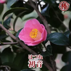 2024年最新】紅椿 花の人気アイテム - メルカリ