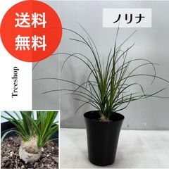 ノリナ 【送料無料】高さ0.3ｍ 幅0.25ｍ 18cmプラ鉢 インテリア 品種不明 観葉植物 耐寒性