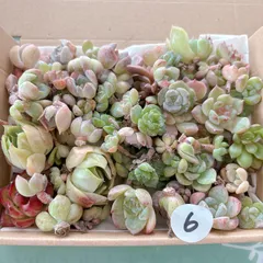 7  訳あり多肉植物セット