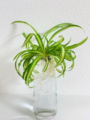 観葉植物 ナカフヒロハオリヅルラン 希少品種‼️ 発根済み5株🌱 - メルカリ